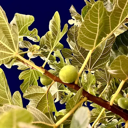 Eos Con Piscina Privata Nel Cuore Del Parco Naturale Di Appartement